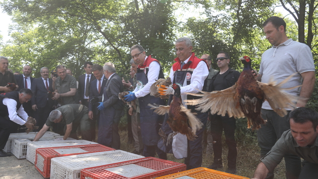 Kahverengi kokarca ile biyolojik mücadele için doğaya sülün ve samuray arıcığı bırakıldı