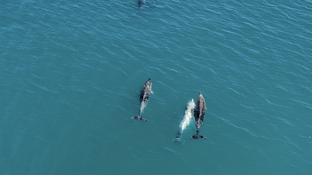 Karadeniz’de sürü halinde dolaşan yunuslar dronla görüntülendi