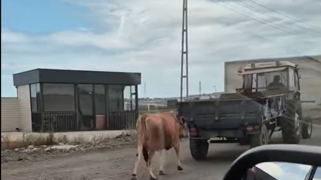 Traktörün arkasına bağladığı ineği sürükleyerek götürdü