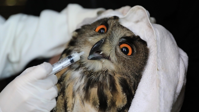 Yaralı puhu, tedavisinin ardından doğaya bırakıldı