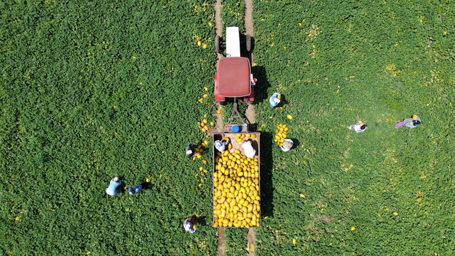Bafra Ovası’nda 50 bin kavun rekoltesi bekleniyor