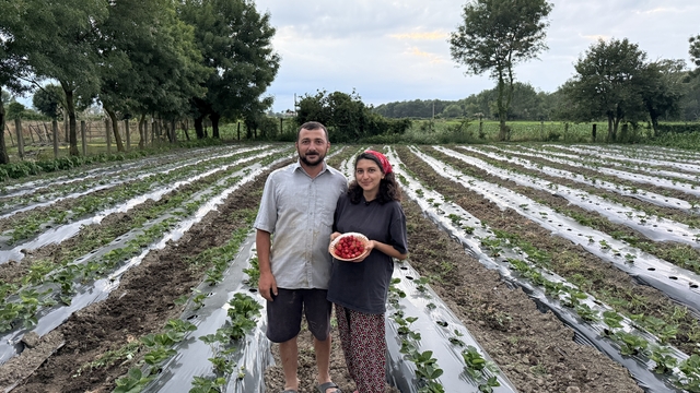 Bankacılığı bırakıp Büyükşehir Belediyesinin desteğiyle çilek üreticisi oldu
