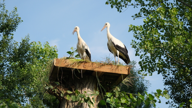 Belediye ekipleri yıkılan ağaçtan düşen leyleklere yeni yuva yaptı