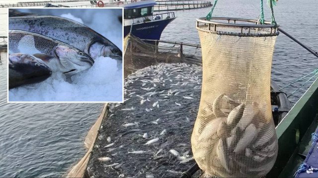 Doğu Karadeniz’in somon ihracatı 81,5 milyon doları aştı
