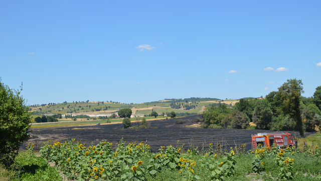 Samsun’da çıkan yangında 100 dekar tarım arazisi zarar gördü