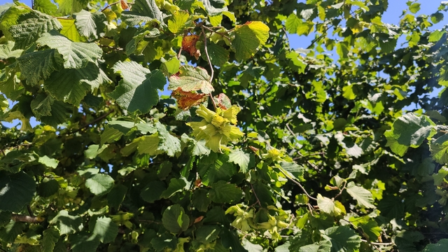 Samsun’da tahmini fındık rekolte çalışması yürütülüyor