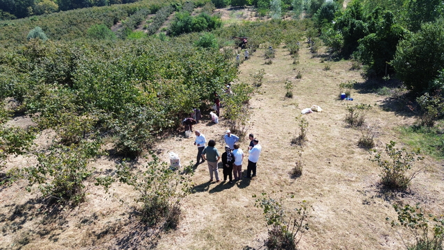 Bafra Ovası’nda fındık hasadına devam ediliyor