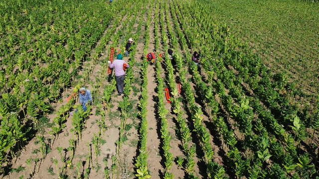 Bafra Ovası’nda tütün hasadı devam ediyor