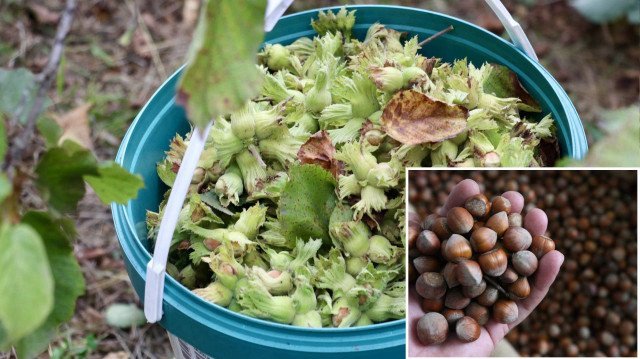 Fındık ihracatından 7 ayda 1,3 milyar dolar gelir