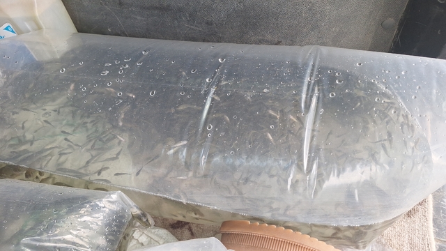 Kızılırmak Deltası’ndaki Çernek Gölü’ne 6 bin yavru sazan bırakıldı