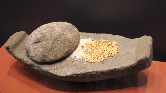 Oymaağaç Höyüğü kazılarında 3 bin yıllık fındık kabuğu bulundu