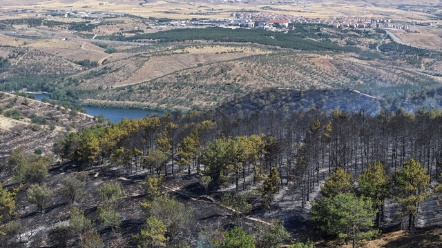 Prof. Dr. Kavgacı: Yangın söndükten sonra kök yanması devam edebilir