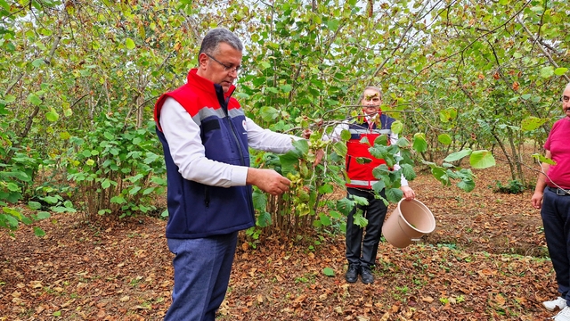 Samsun’da 91 bin 500 ton fındık rekoltesi bekleniyor