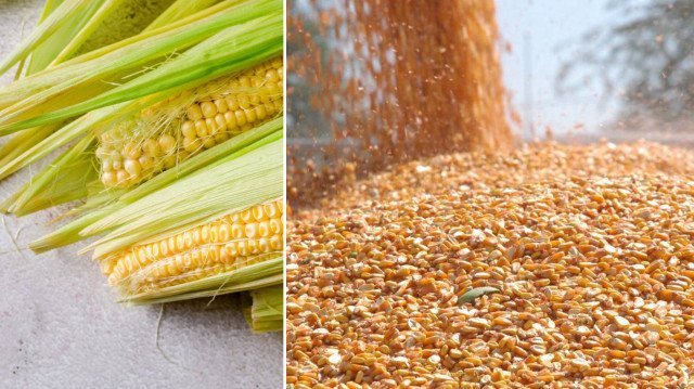 TMO 2025 yılı mısır alım fiyatlarını belirledi