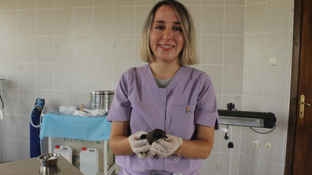 Yaralı bulunan ak karınlı ebabil Kızılırmak Deltası’ndaki klinikte tedavi ediliyor