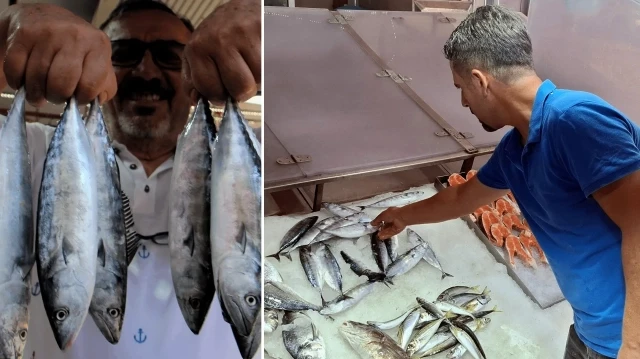 Yasak sona erdi, kasa kasa toplanıyor: Tanesi 350 liradan satışa çıktı