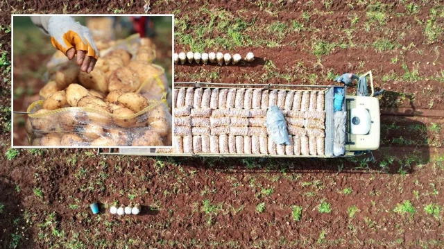 Ağustosta en çok ucuzlayan ürün patates oldu